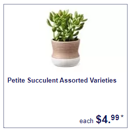 Petite succulents