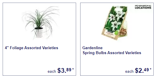 Spring bulbs and foliage - Aldi
