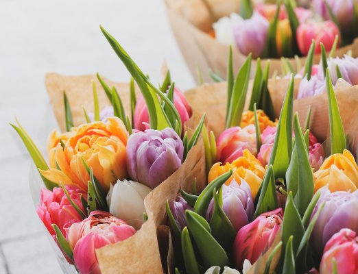 close-up of tulips