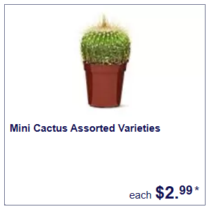 Garden & Patio mini cactus