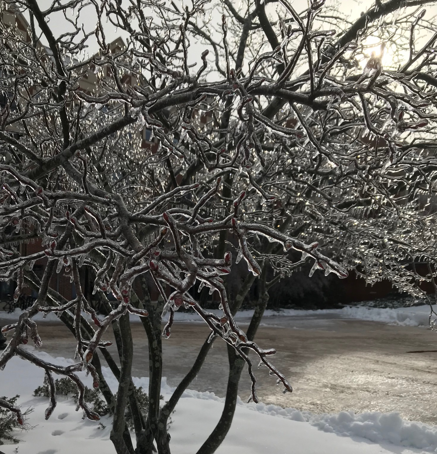 My Shopping Trips for the Week of January 20!