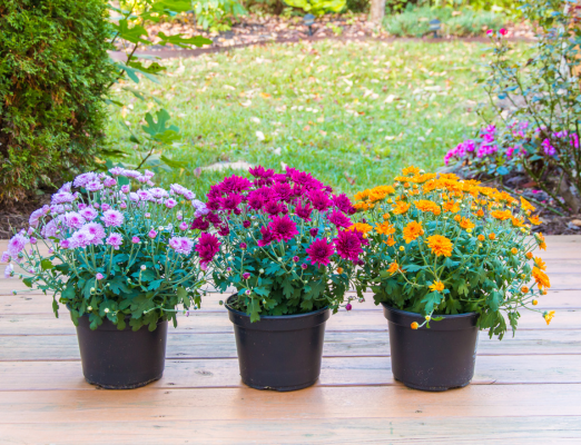 3 Colorful Mum Plants